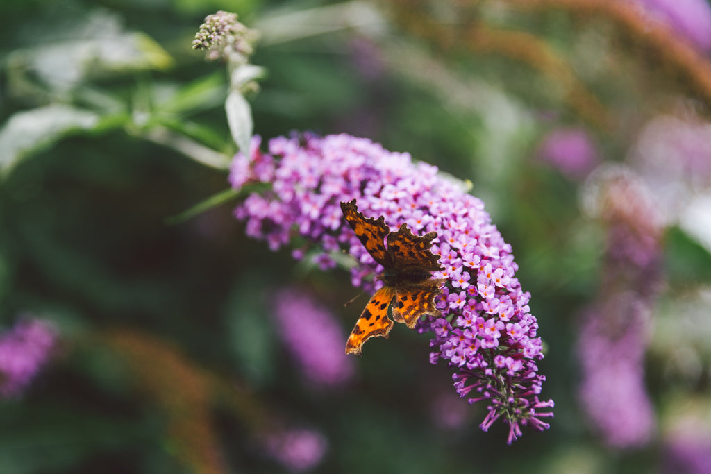 THE SUNDAY FLOWER  SCHOOL - SUNDAY 20th OCTOBER  (MORNING)
