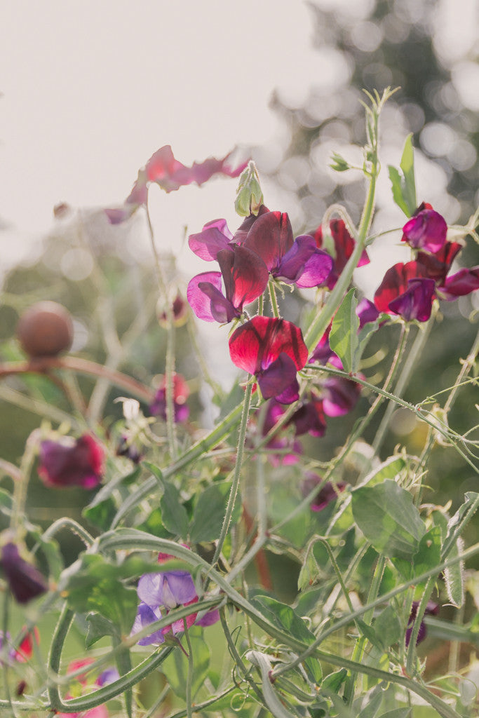 EXPLORE YOUR CAMERA WITH CHARLOTTE EVE  - SUNDAY 25TH MARCH